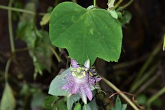 Passiflora resticulata