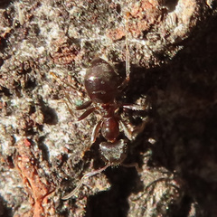 Lasius