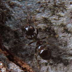 Lasius