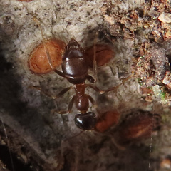 Lasius