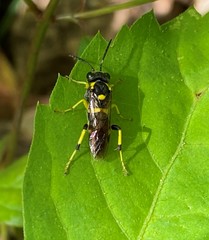 Macrophya bifasciata