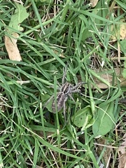 Schizocosa malitiosa