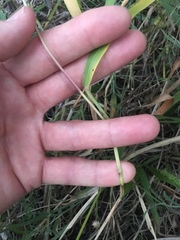 Setaria scheelei