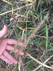 Setaria scheelei
