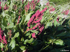Rumex maricola