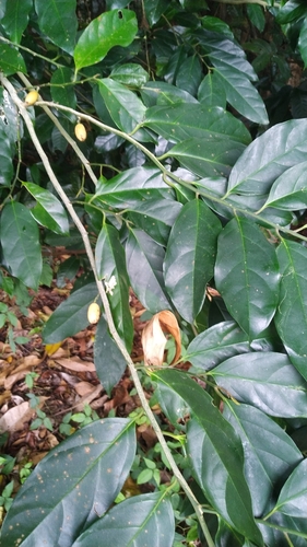 Buff beech (Gomphandra australiana)