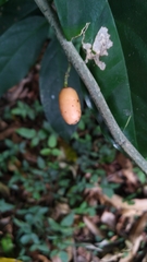 Gomphandra australiana