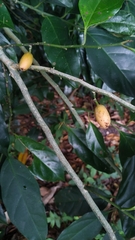 Gomphandra australiana