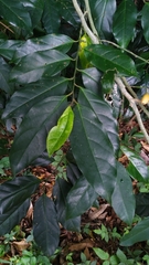 Gomphandra australiana