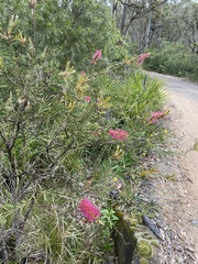 Callistemon