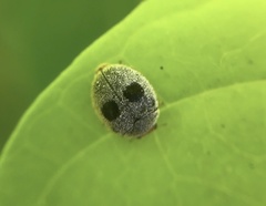 Azya luteipes