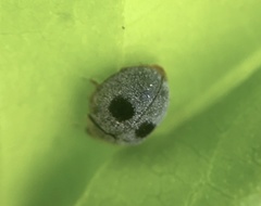 Azya luteipes