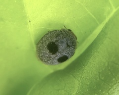 Azya luteipes