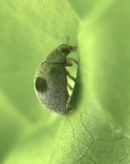 Azya luteipes