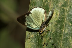 Dynamine chryseis