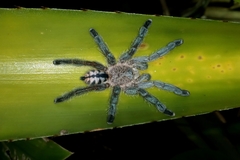Pachistopelma rufonigrum