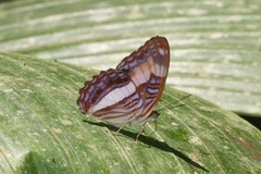 Adelpha jordani