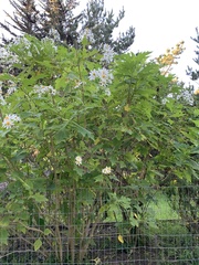 Montanoa grandiflora