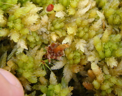 Sphagnum cristatum