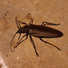 Ctenoscelis coeus