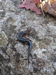 Plethodon ventralis
