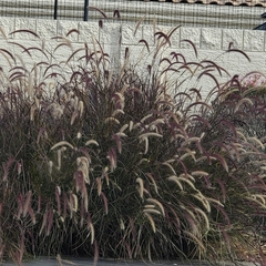 Poaceae
