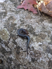 Plethodon ventralis