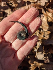 Plethodon ventralis
