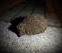 Erinaceus roumanicus