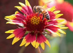 Apis mellifera