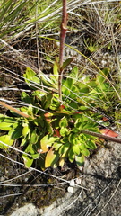 Craterostigma wilmsii