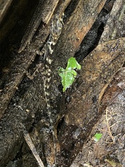 Anolis aquaticus