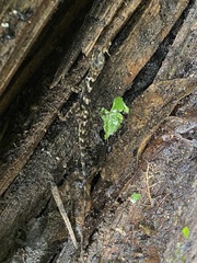 Anolis aquaticus