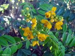 Senna stipulacea