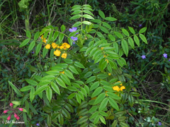 Senna stipulacea