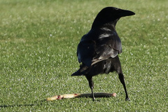 Ophisaurus ventralis