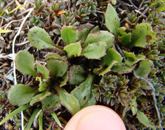 Celmisia glandulosa