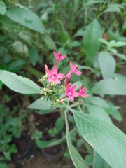 Pentas