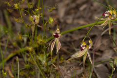 Caladenia parva