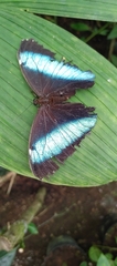 Morpho achilles