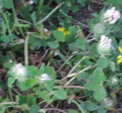 Trifolium cherleri