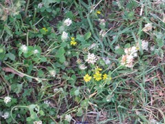 Trifolium cherleri