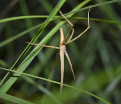 Pisaurina dubia