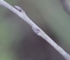 Salix repens argentea