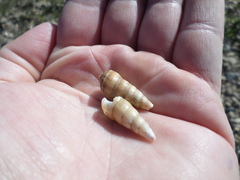 Thiaridae