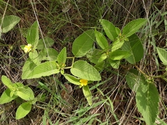 Turnera lamiifolia