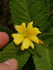 Turnera lamiifolia