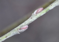 Salix repens argentea