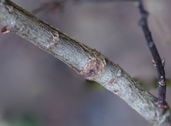 Salix repens argentea