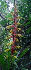 Guzmania xanthobractea